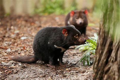 What Would Happen If The Tasmanian Devil Went Extinct Cool Wood
