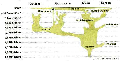 A) nein, ich kann nicht so gut malen wie picasso. Zeittafeln zur biologische Evolution der Arten