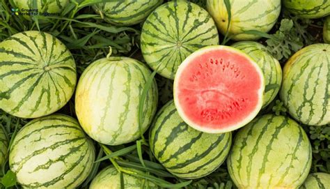 How Long Does Watermelon Last How To Grow Watermelon Grow