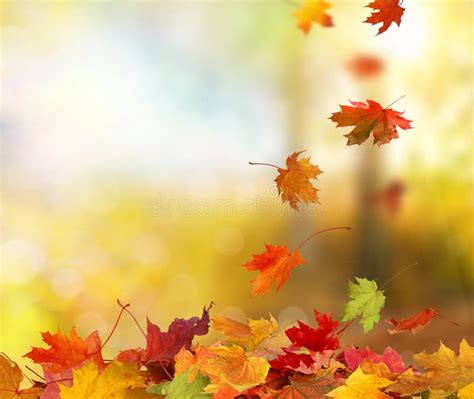 Herbst Fallende Blätter Stockbild Bild Von Ahornholz 44254379