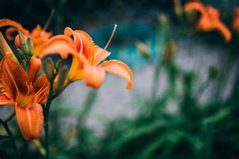 Orange Summer Flower In The Spring Royalty Free Stock Photo And Image