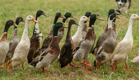 Ducks Are Great Poultry For Both Eggs And Meat Hobby Farms