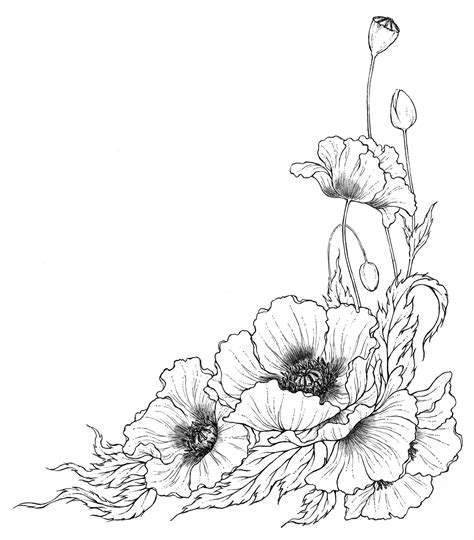 Poppy Drawing Ink Drawing Painting And Drawing Art Drawings Flower