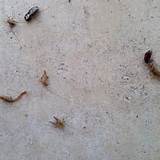 Photos of United Termite