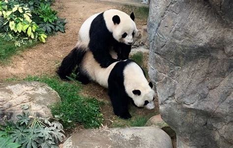 Pandas Mate After 10 Years Together At Hong Kong Zoo