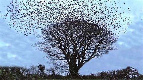 Starling Murmuration The Exploding Tree Birds Flying Filmed In Slow