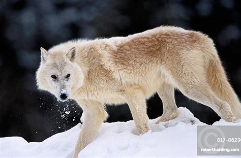 Arctic Wolf Canis Lupus Arctos Stock Photo