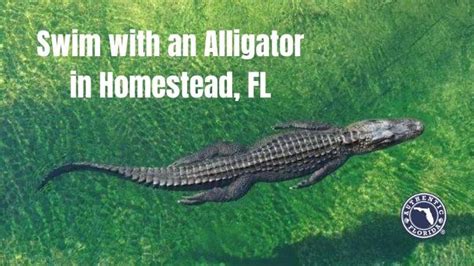Swim With An Alligator In Homestead Fl • Authentic Florida