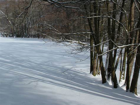 Gratis Billeder Træ Skov Afdeling Sne Vinter Frost Is Vejr