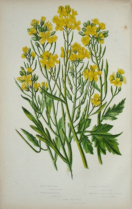 Mustard Plant Print For Inspiration It Is For Sale If Anyone Is