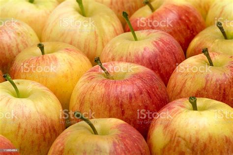 Group Of Gala Apples Stock Photo Download Image Now Apple Fruit