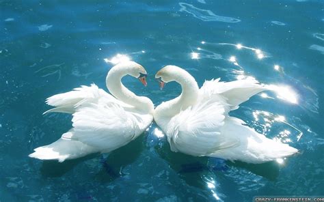 Wallpapers Of Love Birds Wallpaper Cave