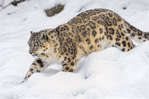 Endangered Snow Leopard Facts