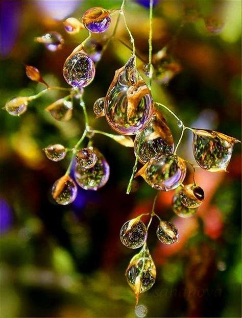 Its A Colorful Life Dew Drop Photography Abstract Photography