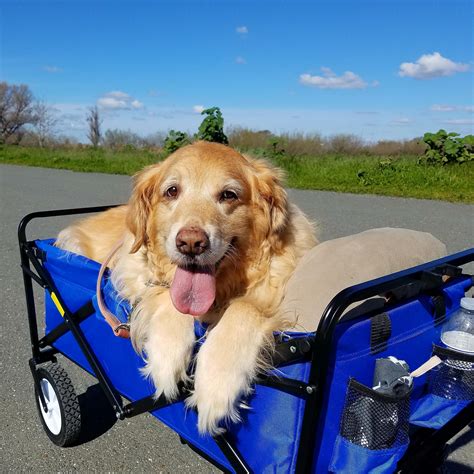 Many opportunities to learn different areas of the clinic were given to me, and i was and still am very grateful for them. Well Pet Vet Clinic - Veterinarian in Pittsburg, CA US ...