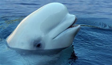 Are Beluga Whales Intelligent Heres What Scientists Say