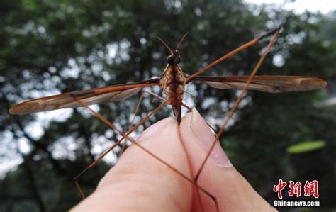 The Worlds Largest Mosquito Was Discovered In China And Were Glad It
