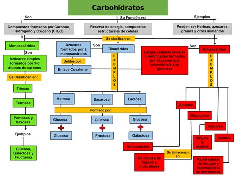 Mapa Conceptual Carbohidratos Bioquímica Y Biología Molecular Uag