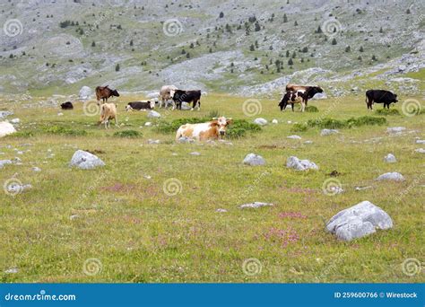 Beautiful Herd Of Horses Grazing On A Rural Countryside Field In The
