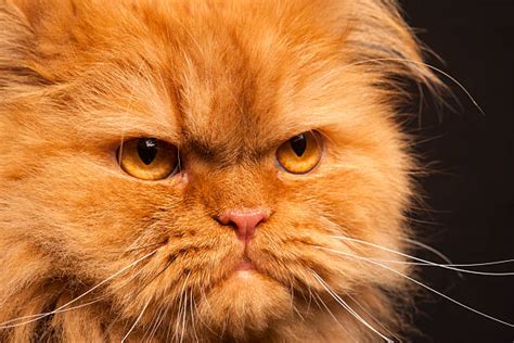 Mean Kitty Stock Photos Pictures And Royalty Free Images Istock