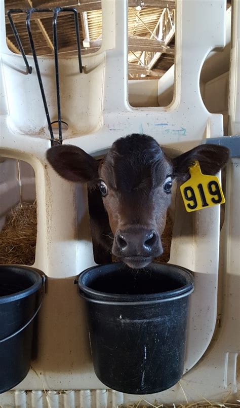 Water Is Good For Calves Dairy Bearing