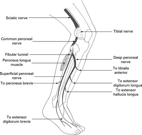 Deep Peroneal Nerve Anatomy Function And Diagram Body Maps Images And