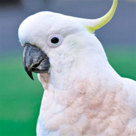 Not to mention it is illegal to keep… Buy Parrots and Exotic Pets - Parrots of the World - Pet ...