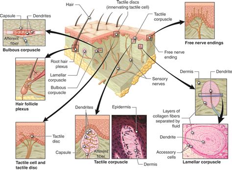 Nervous Sensory Functions Anatomy Physiology