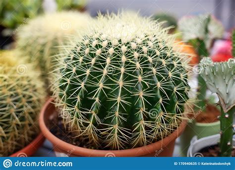 Big Cactus In Pot Potted House Plants Decor Cactus For