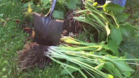 Splitting Hostas How To Split A Hosta And Dig Up Hosta Garden Plants