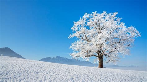 Lone Winter Tree Hd Wallpaper Background Image 1920x1080 Id