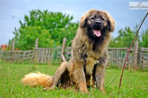 Caucasian Mountain Dog Puppy For Sale Near Budapest Hungary