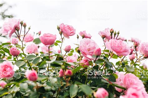 Pink Rose Bush Stock Photo Download Image Now Istock