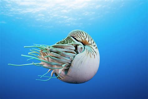 Nautilus Nautilus Pompilius Swimming Photograph By Reinhard Dirscherl
