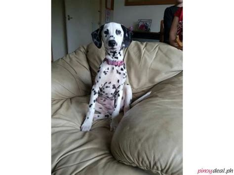 We have two beautiful dalmatian puppies left to view, still waiting to go to there new families, like their brothers and sisters. Gorgeous Dalmatian Puppies For Sale - Philippines Buy and ...