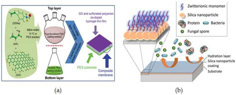 Membranes Free Full Text Impact Of Membrane Modification And