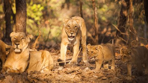 You Can Now Go On A Wildlife Safari At Gujarats Gir National Park And P