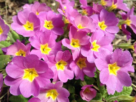 Pink Primula Vulgaris Primrose Plants Blossoming In Spring In Garden