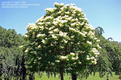 Plantfiles Pictures Syringa Japanese Tree Lilac Ivory Silk Syringa Reticulata By Daylilyslp