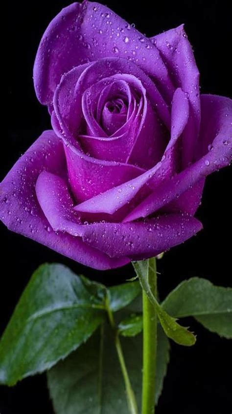 Purple Rose Beautiful Rose Flowers Beautiful Roses Purple Roses