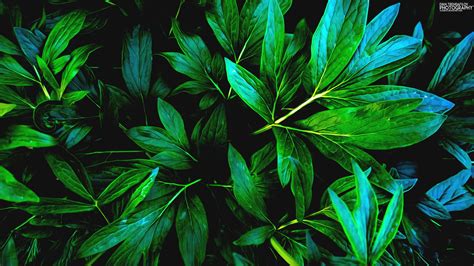 Wallpaper 2560x1440 Px Green Leaves Nature Plants Shadow