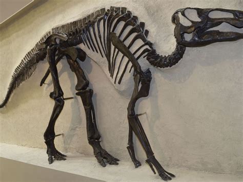 Rare ‘mummified Dinosaur Formed In An Unexpected Way Smart News