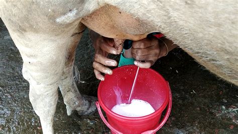 Cow Milking Milking A Cow By Hand Cow Milking By Village Women