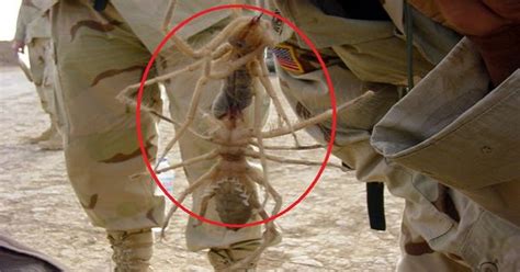 Largest Insects In The World The Giant Camel Spider Discovered In