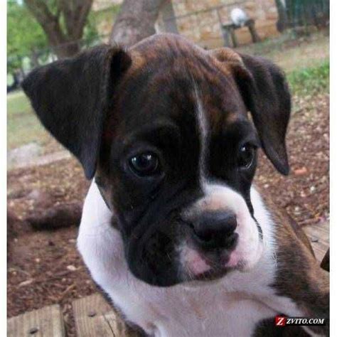 17 Best Images About Reverse Brindle Boxers On Pinterest