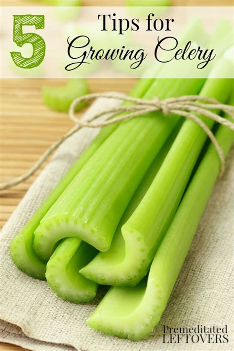 How To Grow Celery In Your Garden Never Buy Celery Again Everything
