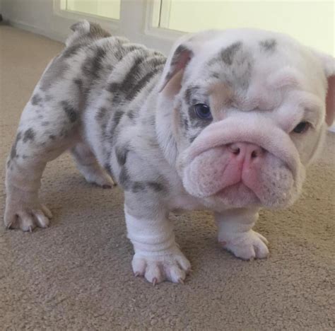 There is good number of things that make the french bulldog indeed an awesome smart dog, such what can be smarter than french bulldogs featuring in hollywood blockbusters? English Bulldog Puppies For Sale | English Bulldog Puppy ...