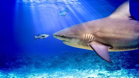 Worlds Biggest Bull Shark 2021 — The Movie Database Tmdb