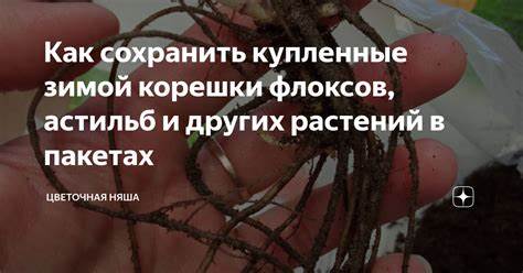 Похудел как сохранить вес