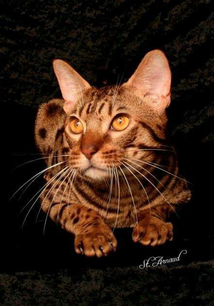 A Delectable Chocolate Tink The Ocicat Ocicat Cats